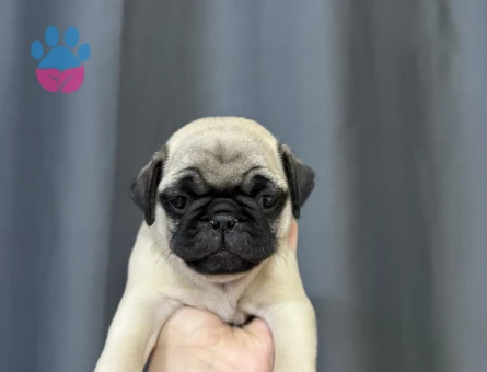 KREM RENK PUG BEBEKLER