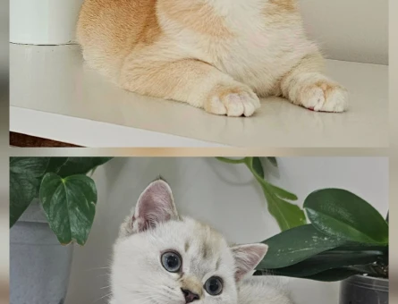 SAFKAN BRITISH SHORTHAIR YAVRULAR