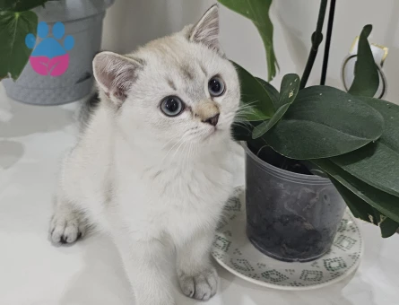 SAFKAN BRITISH SHORTHAIR YAVRULAR