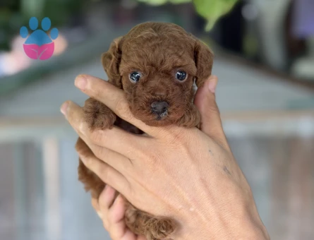 A KALİTE POODLE - 6343