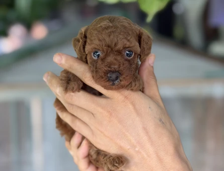 A KALİTE POODLE - 6343