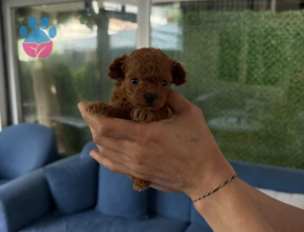 A KALİTE POODLE