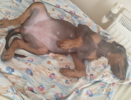 78 Günlük Dobermanım - 6344