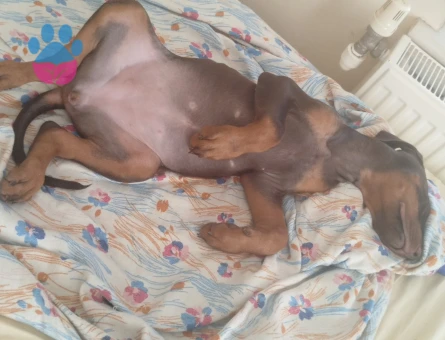 78 Günlük Dobermanım