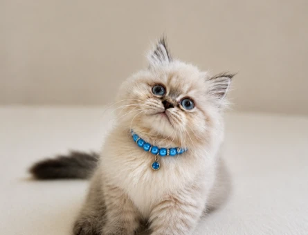 British Longhair Blue Point Erkek Pofuduk Yavrumuz - 6348