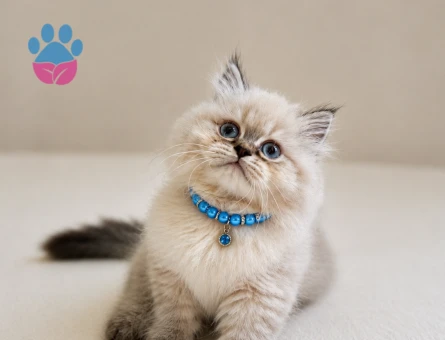 British Longhair Blue Point Erkek Pofuduk Yavrumuz