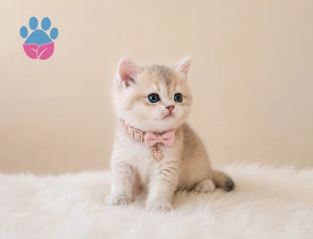 British Shorthair AY12 Güzel Kızımız