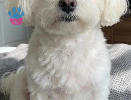 maltese terrier yavrularımız - 6350