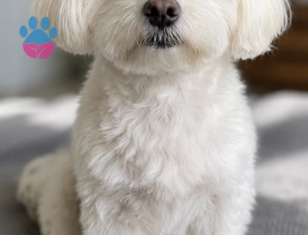 maltese terrier yavrularımız