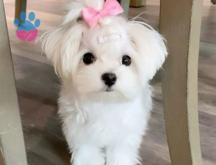 safkan maltese terrier bebekler - 6351