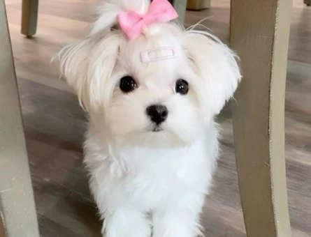safkan maltese terrier bebekler - 6351