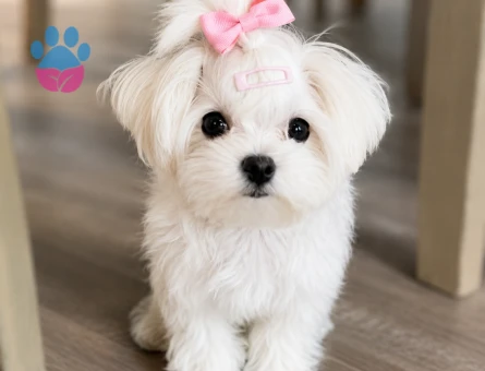 safkan maltese terrier bebekler