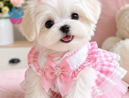baby face maltese terrier yavrular - 6352