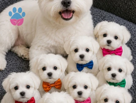 teacup maltese terrier yavrular