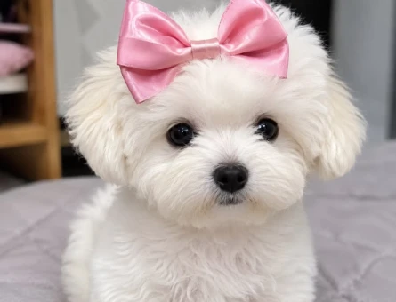 teacup maltese bebekler - 6355