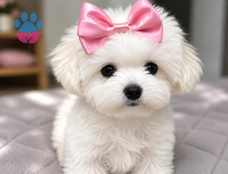 teacup maltese bebekler