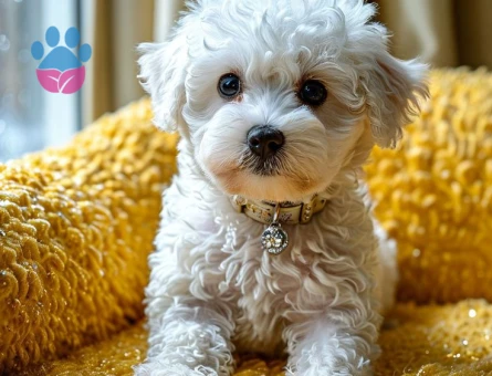 evinizin yeni üyesi maltese terrier bebekler - 6356