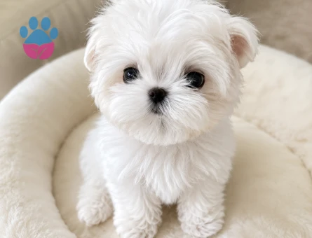bebek maltese terrier yavrular