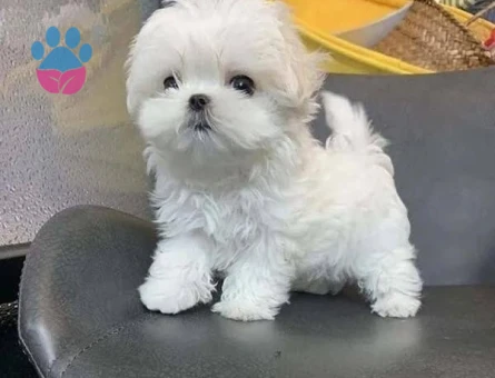 baby face maltese terrier yavrular - 6360