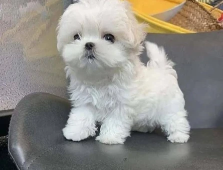 baby face maltese terrier yavrular - 6360