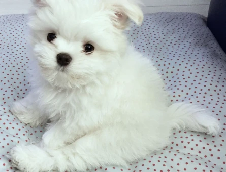maltese terrier bebekler - 6361