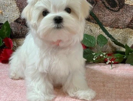 teacup maltese yavrular - 6363