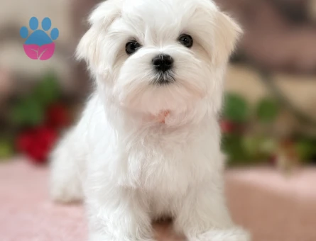 teacup maltese yavrular