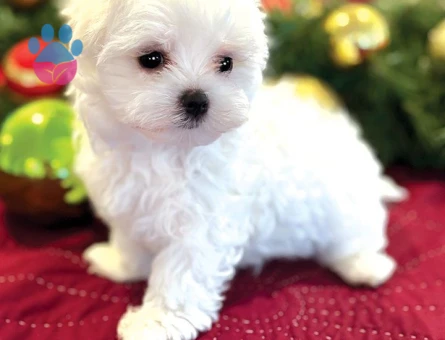 yavru maltese terrier bebekler - 6364