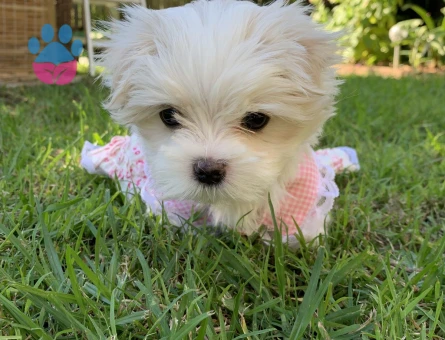 baby maltese yavrular - 6365