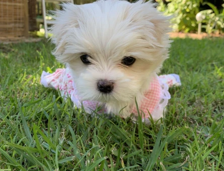 baby maltese yavrular - 6365