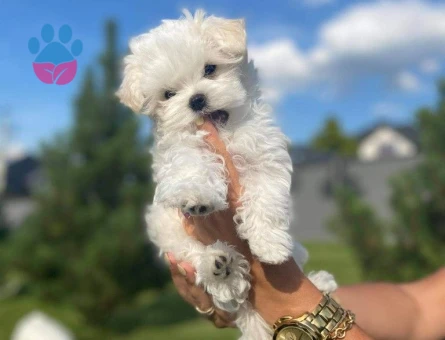 maltese terrier yavrular - 6367