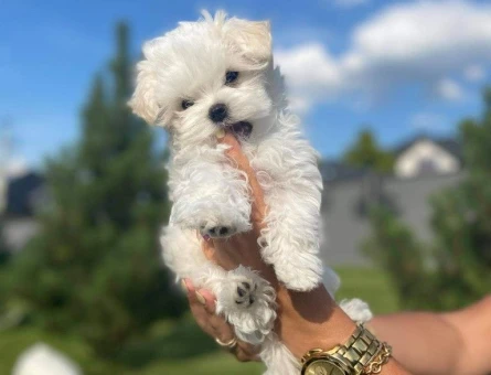 maltese terrier yavrular - 6367