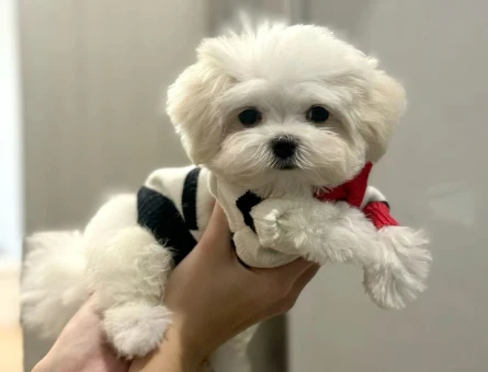 baby face maltere terrier - 6368