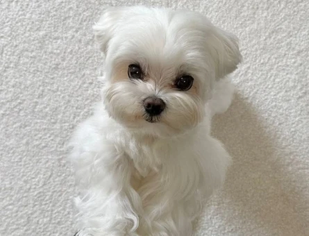 maltese terrier bebekler - 6369