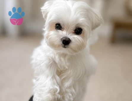 maltese terrier bebekler