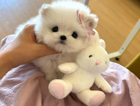 maltese terrier bebekler - 6370