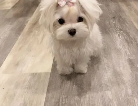 maltese terrier bebekler - 6373