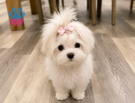 maltese terrier bebekler