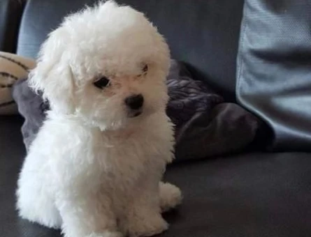 maltese terrier yavrularımız - 6374