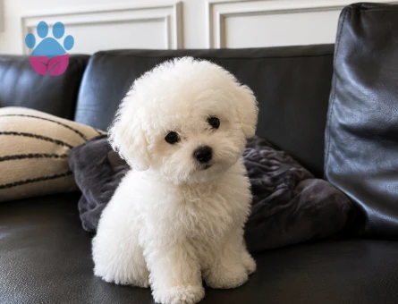 maltese terrier yavrularımız