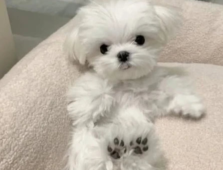maltese terrier bebeklerimiz - 6376