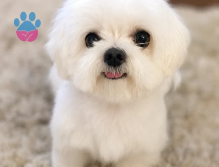 maltese terrier bebeklerimiz