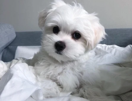 baby face teacup maltese terrier yavrular - 6381