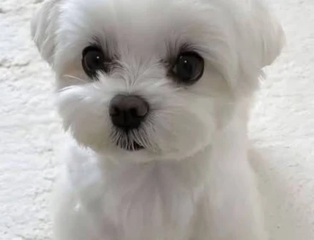 maltese terrier bebeklerimiz - 6382
