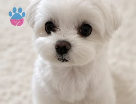 maltese terrier bebeklerimiz