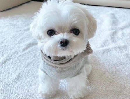 evinizin yeni üyesi teacup maltese terrier bebekler - 6383