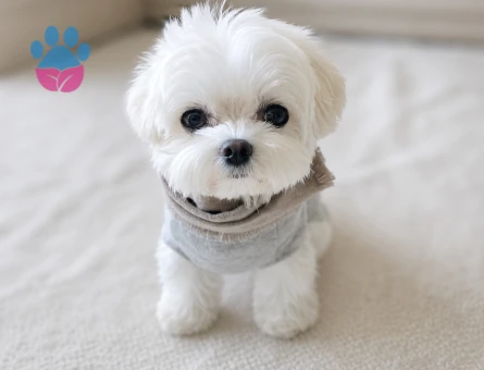 evinizin yeni üyesi teacup maltese terrier bebekler