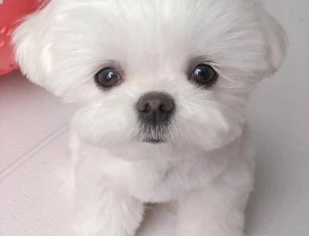 teacup maltese terrier bebekler - 6384