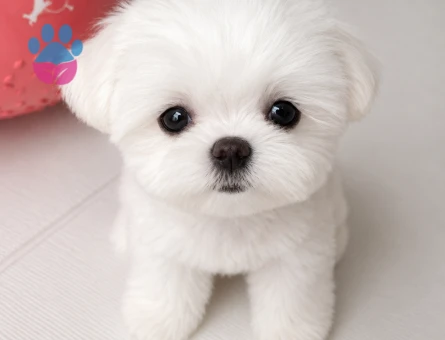 teacup maltese terrier bebekler