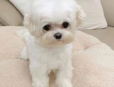 teacup maltese bebekler - 6385